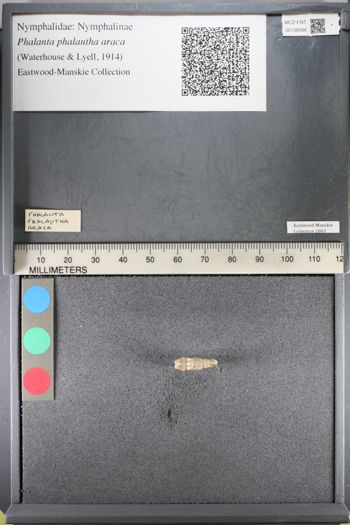Media type: image;   Entomology 138346